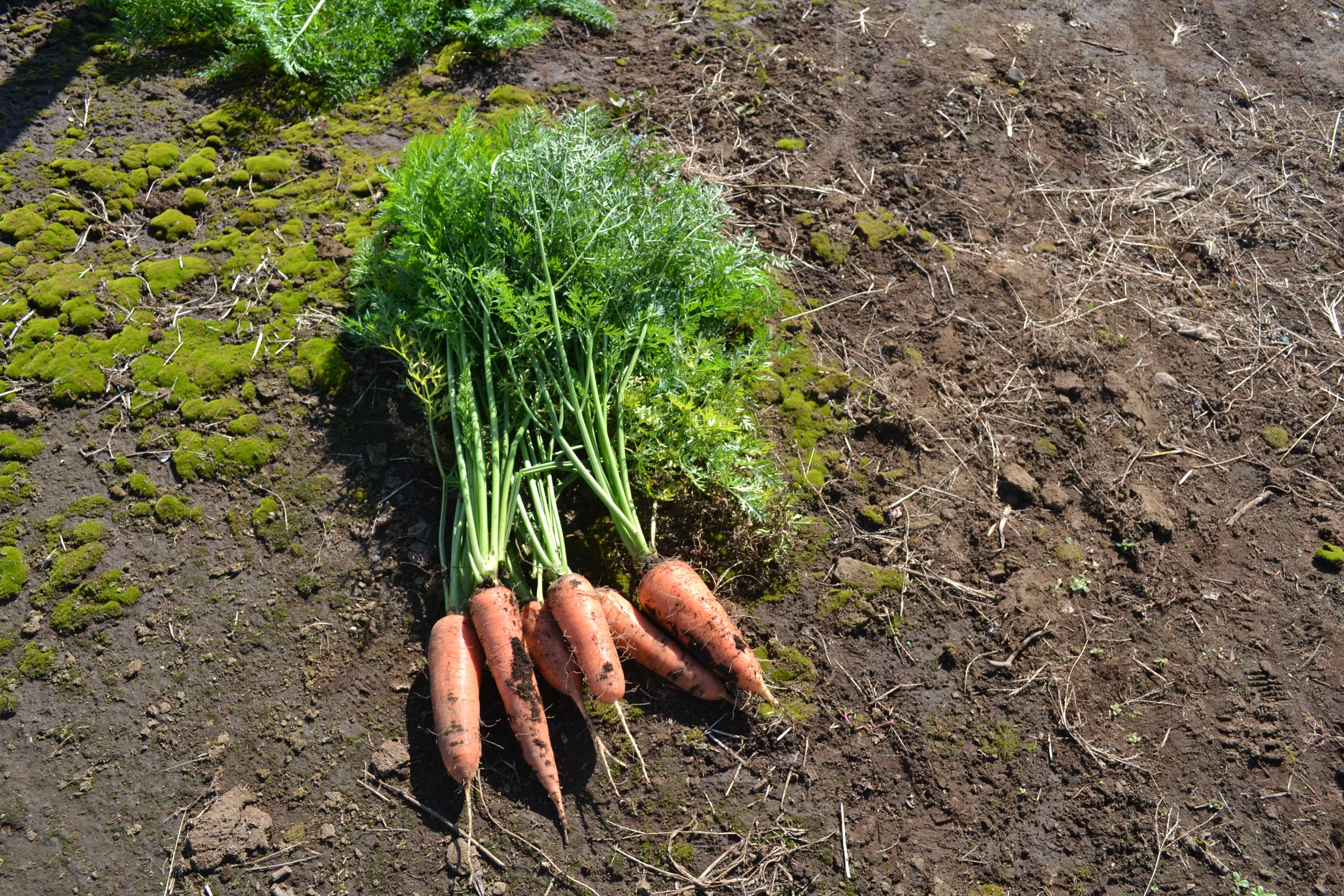 無農薬・無化学肥料の野菜をお勧めする4つの理由