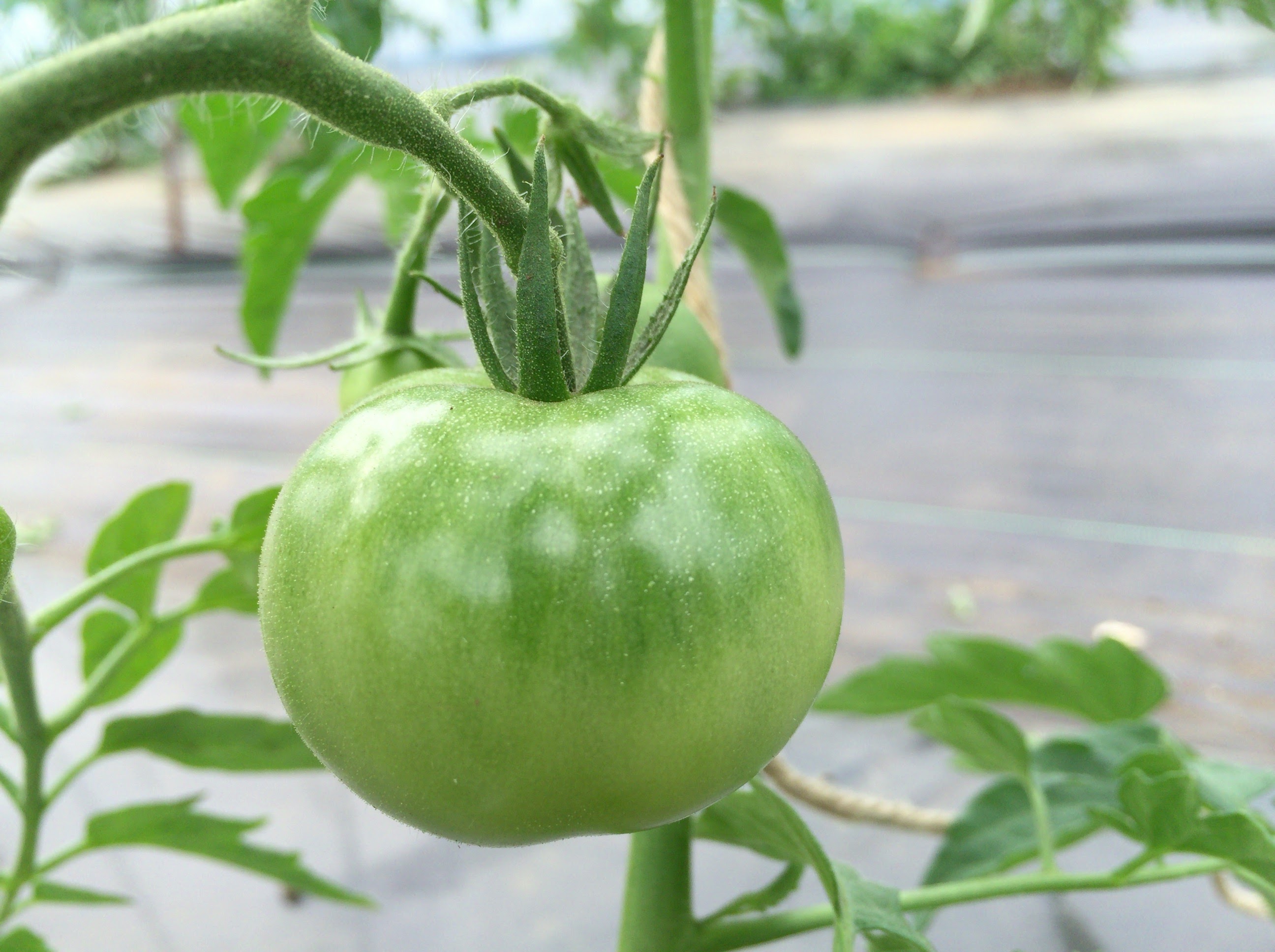 わたしはトマトになりたい【無肥料自然栽培農家　明石農園　研修65日目（2016年5月24日）】