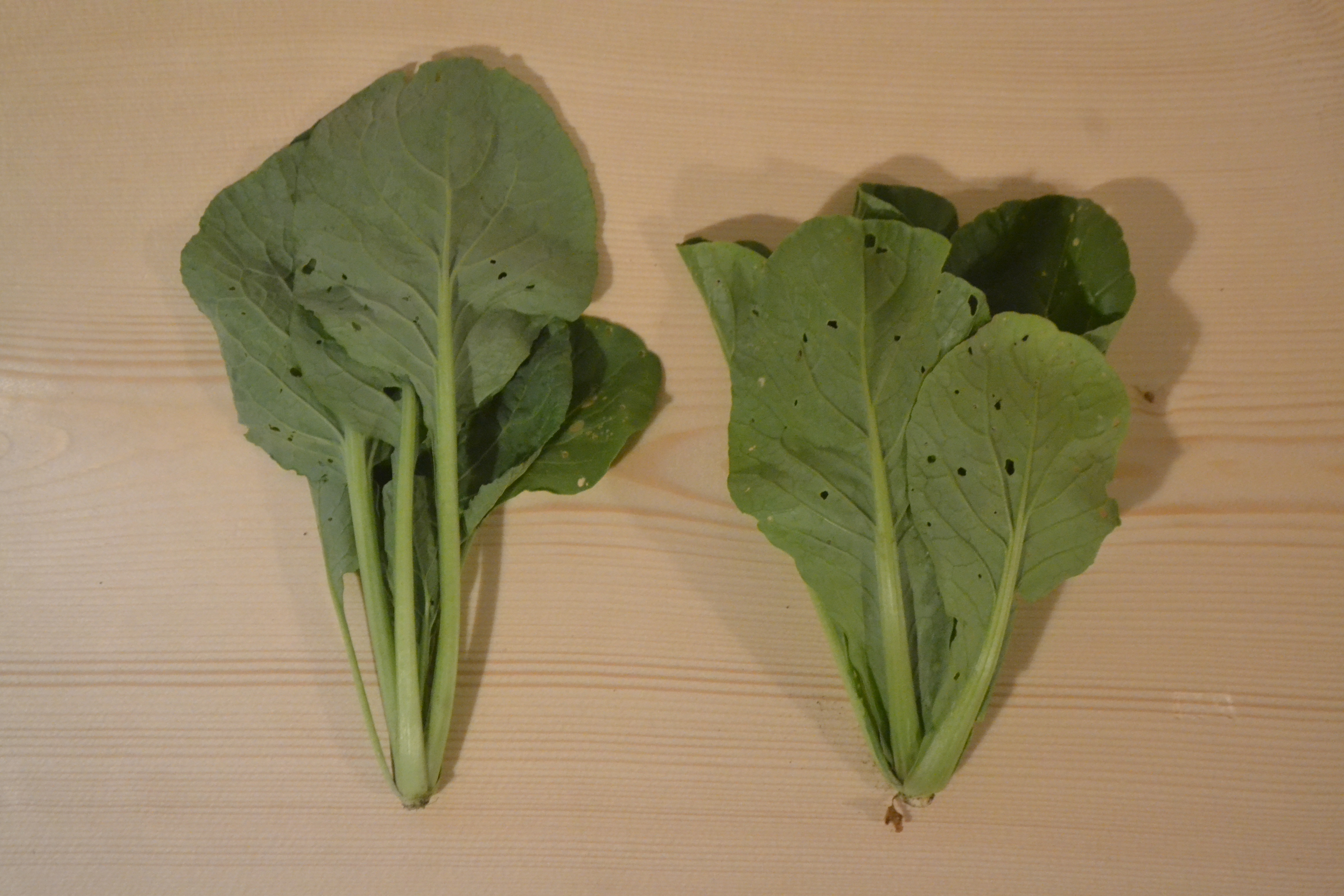 固定種の小松菜2種が収穫できたから食べ比べしてみた♪