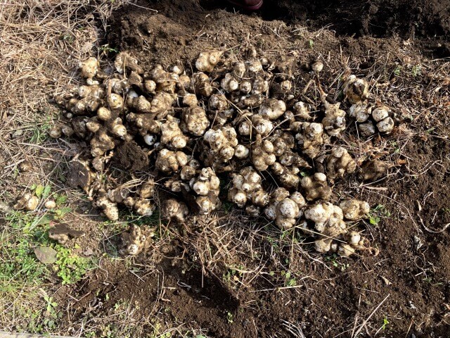 菊芋　自然栽培　ののの農園　無農薬　無肥料